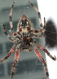 Hentz's Orbweaver